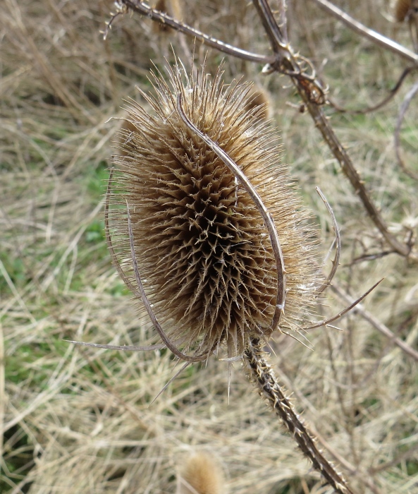 "I'm a dried up teasel head though sadly I'm unemployed...I used to be used to raise the nap on woollen cloth! You know like the soft cloth on a billiards or snooker table!"  said Terry thinking of the good old days....