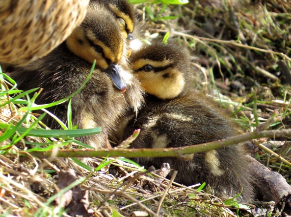 "It's all very well staying here huddled together like this," said Diana Duckling, "But why does mother have to sit on us?"