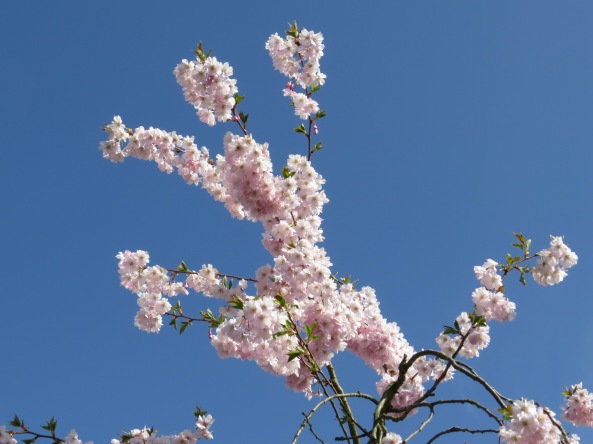 Cherry blossom and a beautiful blue sky.