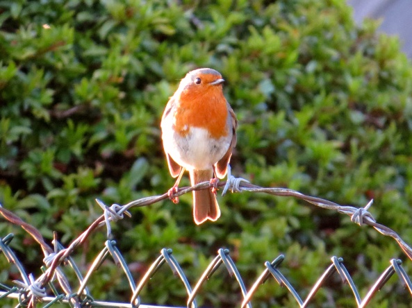In the UK we used to have an advert for porridge that said that if you ate 'Ready Brek' porridge you would develop this warm aura glow around you which would keep you warm for the day...I wonder what this little robin had for his breakfast!!