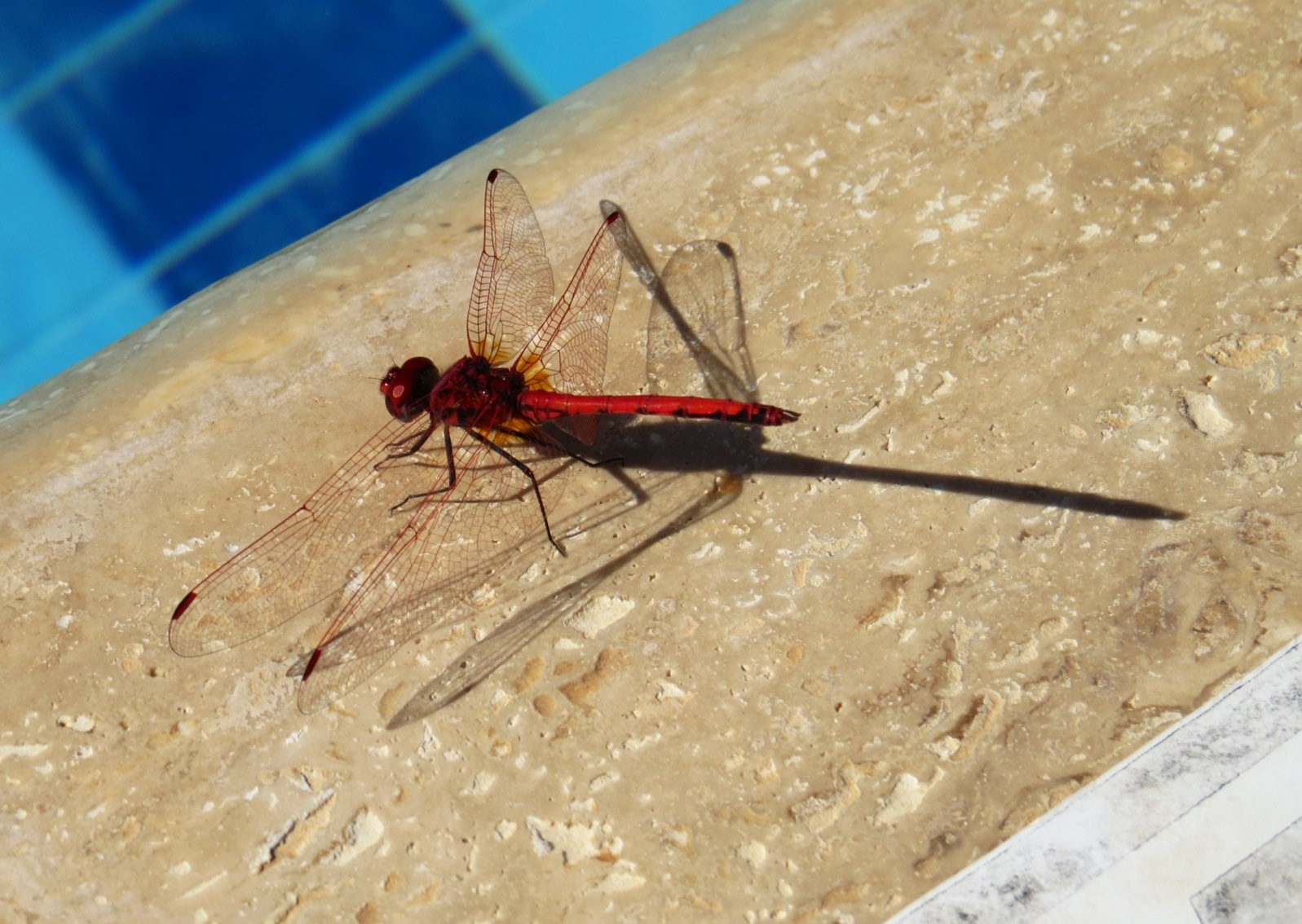 Dharma Dragonfly was pleased with how long his body looked when he glanced at his shadow!