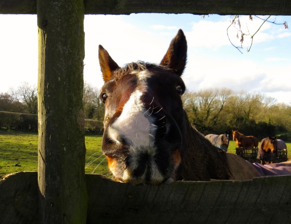 Heathwood Horse was a little perturbed to be told to be quiet on Wordless Wednesday! He rolled his eyes, put his ears back and bit the fence in irritation for he had a lot to say!