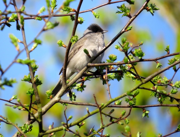 Meet Bailey the beautiful Blackcap Sitting sunning himself on a twig He seemed to look to the distance Like he couldn't really give a fig! 