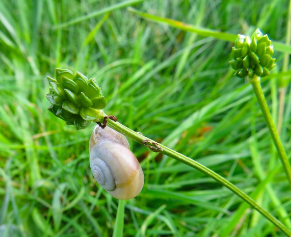 Not sure what's holding Sven Snail up!
